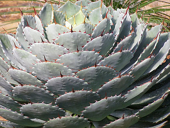 Cactus Plant, round, plant, points, layers, sharp, nature, cactus HD wallpaper