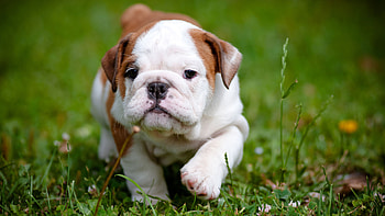 Red And White Baby English Bulldog HD wallpaper