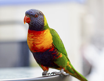 Animals, Parrots, Bird, Multicolored, Motley HD wallpaper