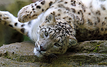 Animals, Snow, Leopard, To Lie Down, Lie, Muzzle, Spotted, Spotty, Big Cat HD wallpaper