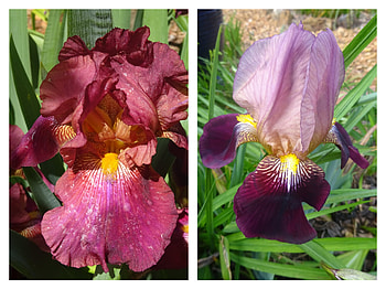 FLOWER COLLAGE, FLOWER, NATURE, COLLAGE HD wallpaper