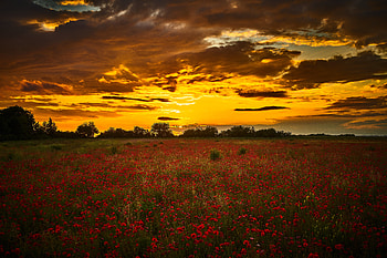 Flowers, Sunset, Poppies, Wildflowers HD wallpaper
