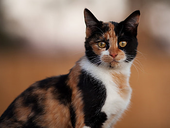 Animals, Cat, Spotted, Spotty, Sight, Opinion, Home, Domestic HD wallpaper