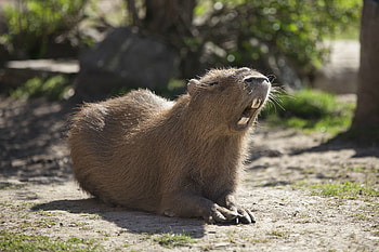 Capybara in , High-quality , Adorable animals HD wallpaper