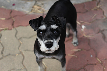 Animals, Dog, Muzzle, Schnauzer, Haircut HD wallpaper