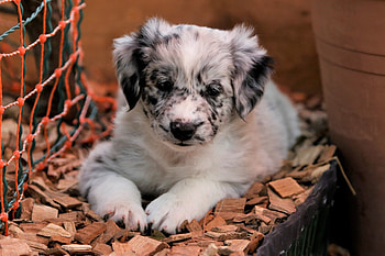 Magicproud Australian Shepherds, Wurf, album, Cherished memories HD wallpaper