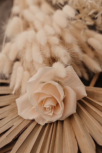 Flowers, Flower, Rose Flower, Rose, Bouquet HD phone wallpaper