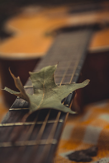 Macro, Guitar, Dry, Leaflet HD phone wallpaper