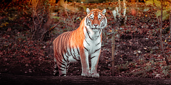 Animals, Predator, Big Cat, Tiger, Animal HD wallpaper