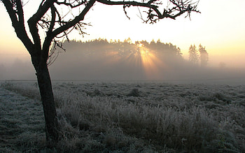 Nature, Wood, Rays, Beams, Tree, Fog, Morning, Frost HD wallpaper