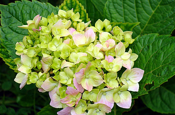 Flowers, Leaves, Close-Up, Bloom, Flowering, Hydrangea HD wallpaper