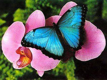 Morpho on pink, pink, butterfly, flower, morpho HD wallpaper
