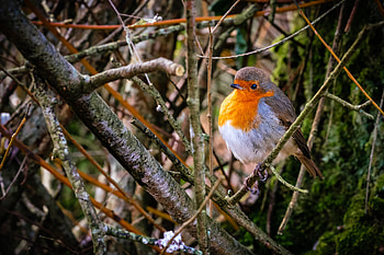 Animals, Feather, Bird, Branches, Robin, Zaryanka HD wallpaper