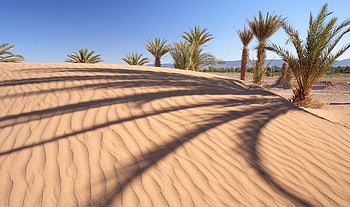 desert, trees, sand, palm HD wallpaper