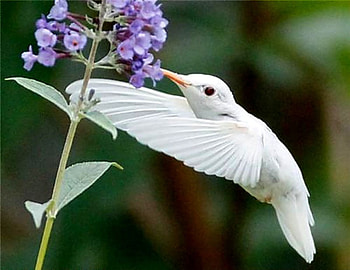 Beautiful Thing, fast, zippy, speedy, quick HD wallpaper