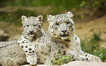 Mother and cub, Snow Leopards HD wallpaper