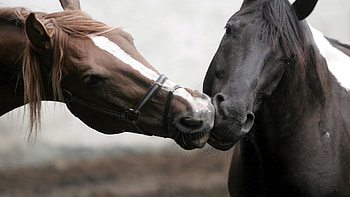 Steam care affection, Gentle touch, Pure love, bliss HD wallpaper