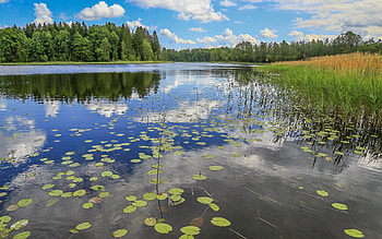 Summer Lake, Latvia, calm, reflection, lake HD wallpaper