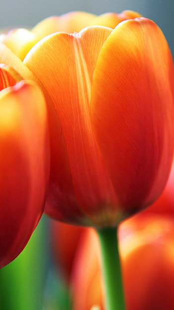 Tulip graphy, Vibrant blooms, Floral elegance, Captivating beauty HD phone wallpaper