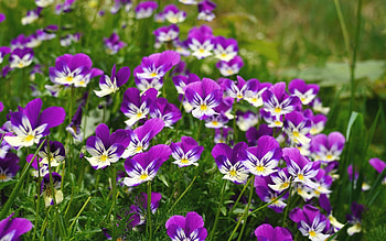 Pansies, purple, nature, flowers HD wallpaper