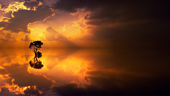 Nature, Sea, Horizon, Reflection, Wood, Tree, Lonely, Alone HD wallpaper