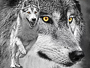 yellow eyed wolves, two, grey, one, runs HD wallpaper