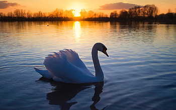 swan , Swan , Swan , Swan HD wallpaper