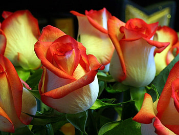 Flowers, Roses, Greens, Buds HD wallpaper