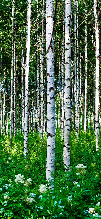 Forest trees birch, Grass flowers summer, tablet explore HD phone wallpaper