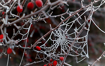 Frosty Spiderweb, Latvia, spiderweb, hoarfrost, macro, berries HD wallpaper