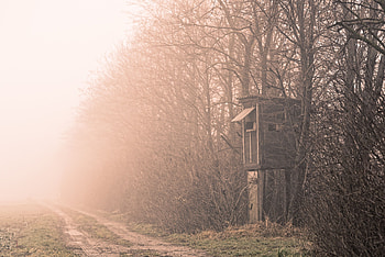 Nature, Trees, Fog, Shack, Hovel HD wallpaper