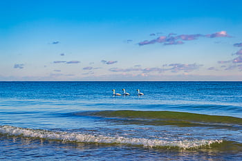 Three swans gracefully glide across a serene ocean under a bright blue sky at dawn. HD wallpaper