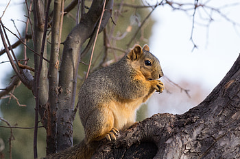 Animals, Squirrel, Wood, Tree, Brown, Branch, Animal HD wallpaper