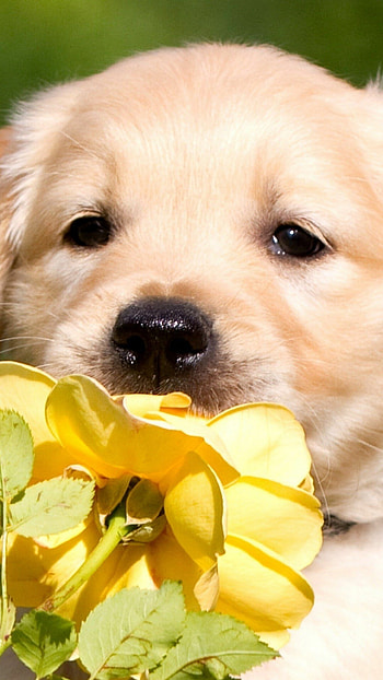 Labrador Retriever, perfect pose, Mesmerizing eyes, Delightful expression HD phone wallpaper