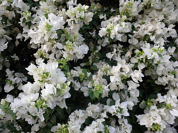 Flowers, Leaves, Bush, Branches, Bloom, Flowering HD wallpaper