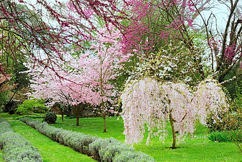 spring time, trees, nature, spring, blossoms HD wallpaper