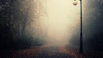 Mist, fog, nature, lamp HD wallpaper