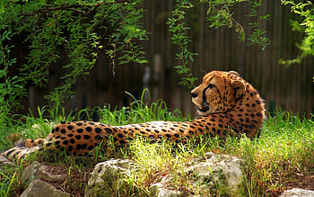 Animals, Grass, Cheetah, Spotted, Spotty, Big Cat HD wallpaper