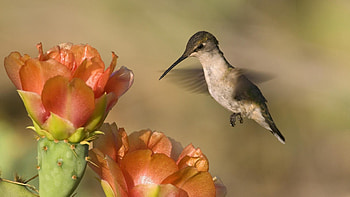 Animals, Humming-Birds, Flower, Bird, Flight, Wave, Sweep HD wallpaper