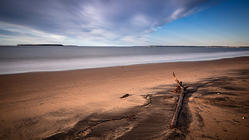 Beach, sand, water, tree HD wallpaper