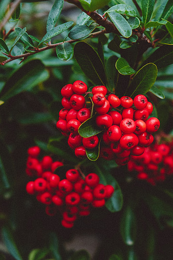 Berries, Plant, Macro, Bunches, Clusters HD phone wallpaper