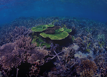 Mars coral, Exotic coral, Vibrant colors, Ocean life HD wallpaper