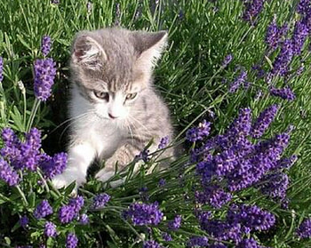 Kitten in Lavender, animal, kitten, lavender, cat, flowers HD wallpaper