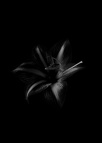 Flowers, Flower, Bw, Chb, Lily HD phone wallpaper