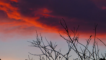 Nature, Sky, Branches, Sunrise HD wallpaper