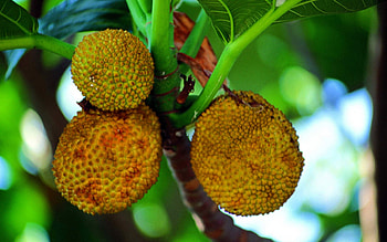 Jack-fruit, Exotic tropical fruit, Sweet and fragrant, Nutritional powerhouse HD wallpaper