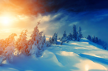 Winter, trees, pines, snow HD wallpaper
