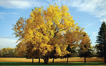 Yellow Oak Tree, nature, oak, tree, yellow HD wallpaper