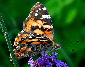 Bright and Beautiful, purple, butterfly, flower, green, nature HD wallpaper