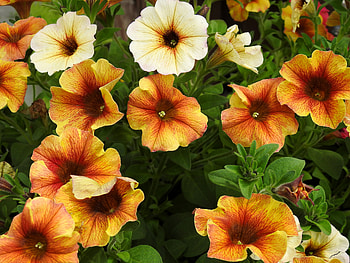 Shades Of Petunias, graphy, Petunias, Flowers, Nature, Spring HD wallpaper